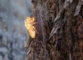 Close up Cicada slough or molt Royalty Free Stock Photo