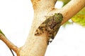 Close-up of cicada on tree