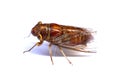 A close up of cicada on a white background Royalty Free Stock Photo