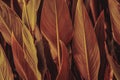 Close up of Cigar flower leaves