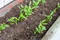 Close up of cilantro coriander seedlings, sprouting as microgreens, in a row, in a garden planter, using compost soil