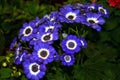 Close up of Cineraria flora, Pericallis, Florists\' Cineraria (Cineraria x hybrida) at night Royalty Free Stock Photo