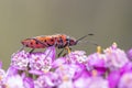 Close-up of a Cinnamon Bug (Corizus hyoscyami) on pink Achillea Royalty Free Stock Photo