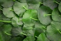 Close up the circle green leaf decoration as abstract green background from Centella asiatica ,fresh herb plant background Royalty Free Stock Photo