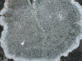Close-up of a circular grey lichen, possibly of the genus *Xanthoparmelia*, on a dark rock surface. Royalty Free Stock Photo