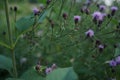 Close up of Cirsium arvense a perennial species of flowering plant in the family Asteraceae. Also known as creeping thistle, Canad