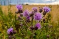 Close up of Cirsium vulgare flower, the spear thistle, bull thistle, or common thistle, blooming in summer