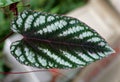 Beautiful white and green pattern of Cissus Discolor leaf, also known as Cissus Javana Royalty Free Stock Photo