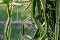 Close up Cissus quadrangularis herb plant.Commonly known as Veldt grape,devil`s backbone,adamant creeper,asthisamharaka or hadjod.