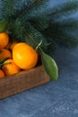 Close-up citrus. Bright ripe tangerines with green leaves in a w Royalty Free Stock Photo