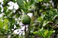 Close up of Citrus hystrix kaffir lime, makrut lime or Mauritius papeda fruit on its tree with defocused blur background Royalty Free Stock Photo