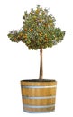Citrus tree in pot Royalty Free Stock Photo