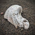 Clam shells on the sand Royalty Free Stock Photo