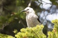 Close-up of Clark`s nutcracker