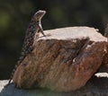 A Clark`s Spiny Lizard Enjoys the Morning Sun