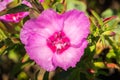 Close up of Clarkia Rubicunda Farewell to spring Royalty Free Stock Photo