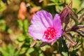 Close up of Clarkia Rubicunda Farewell to spring Royalty Free Stock Photo