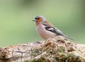 Close-up of a classic portrait of a male chaffinch Royalty Free Stock Photo
