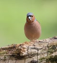 Close-up of a classic portrait of a male chaffinch Royalty Free Stock Photo