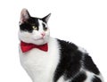 Close up of a classy cat looking to the side Royalty Free Stock Photo