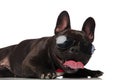 Close up of classy french bulldog with sunglasses lying Royalty Free Stock Photo