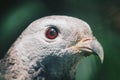 Close up claw of Oriental honey buzzard Pernis ptilorhynchus, bird of prey.