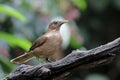 Close up of Clay coloured Thrush ,Turdus grayi