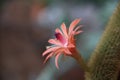 Close-up of cleistocactus winteri flower, also known as monkey tail cactus, golden rat tail, Royalty Free Stock Photo