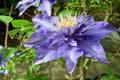 Close up of Clematis