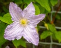 Close-up of a Clematis Alice-Fisk on a Garden Background.