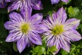 Close up of clematis crystal fountain