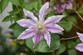 Blossom of a Clematis