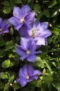 Close up of clematis General Sikorski