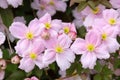 Close up Clematis Montana Pink Perfection Royalty Free Stock Photo