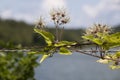 Close-up of Clematis vitalba plant. Wrapped in iron wires. Background of blurred sky and lake