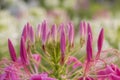 Close-up of Cleomaceae, Budding of pink flowers, Spider flower