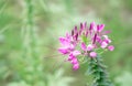 Close up of Cleome flower spider flowers Royalty Free Stock Photo