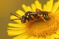 Close up of cleptoparasite nomad bee, Nomada flavopicta