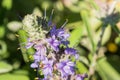 Close up of Cleveland sage Salvia clevelandii flowers in spring, California; shallow depth of field