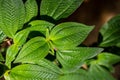 Close-up of clidemia hirta, commonly called soapbush or Koster`s curse leaves