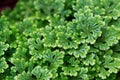 Close up of climbing Fern Selaginella Royalty Free Stock Photo