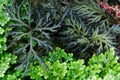 Close up of climbing Fern Selaginella Royalty Free Stock Photo