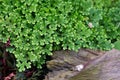 Close up of climbing Fern Selaginella Royalty Free Stock Photo