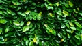Close up of climbing fig cover on house wall. green background Royalty Free Stock Photo
