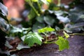 Ivy leaves and new spring shoots Royalty Free Stock Photo