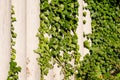 Ivy climbing on a concrete garden wall Royalty Free Stock Photo