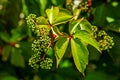 Close up climbing plant ampelopsis