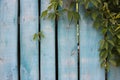 Climbing plant with green leaves on an old blue fence. Wood texture background Royalty Free Stock Photo