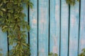 Climbing plant with green leaves on an old blue fence. Wood texture background Royalty Free Stock Photo