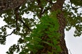 Close up of climbing plants climb on the big tree for support Royalty Free Stock Photo